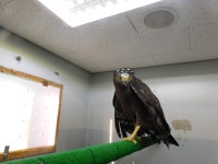 겨울철 부산서 열대 맹금류 ‘관수리 발견…저체온증 치료 후 회복 중