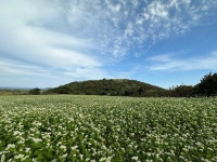 [김준의 맛과 섬] [227] 제주 꿩메밀칼국수