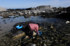 [김준의 맛과 섬] [229] 강원도 고성 고리매