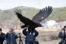 울산서 구조된 ‘새들의 왕’ 독수리, 다시 자연 품으로