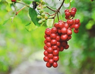 ‘붉은 진주’ 문경 오미자 세계화 날개 달았다