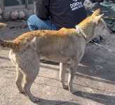 “여기 있음 죽어, 어서 가” 풀어줬는데… 산불에 화상 입고도 돌아온 ‘대추’