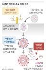국내 연구진, mRNA 백신 ‘체내 작동원리’ 세계 첫 규명