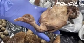 “오리고기 왜 이래” 리뷰 테러 당한 스페인 中식당, 비둘기 잡아 팔고 있었다
