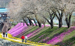 [더 한장] 잠시 움츠린 봄, 다시 만개…“짧은 봄 놓치지 마세요”