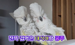 ‘~무새’ 조롱에 앵무새는 억울하다