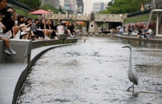 [더 한장] 백로와 왜가리 천국된 청계천, 이유는?