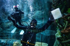 ‘담수어 제왕’과 눈이 마주쳤다… 물속에서 식은땀이 났다