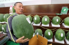 무등산 수박 나왔어요