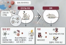 코로나 걸린 뒤 ‘깜빡 깜빡’… 기억력 저하 원인 찾았다