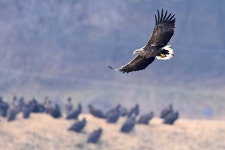 “먼길 왔구나, 많이 먹으렴”… 생태관광 명소 된 ‘독수리 식당’