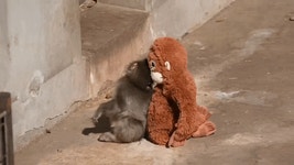 엄마 대신 인형 안고 잔다… 日 아기 원숭이에 응원 쏟아진 사연
