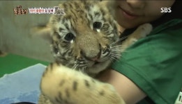 애교 많던 호랑이 ‘미호’ 폐사…서울대공원 “다른 개체와 투쟁 발생”