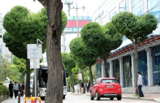 [더 한 장] 하트를 품은 가로수, 청주 원도심에 특별한 풍경