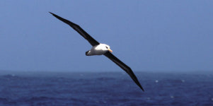 [골프에세이] 감칠맛 나는 ‘한국식’ 골프 용어