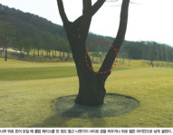 [김재환의 필드 정복] 나무 뒤 핀 보일 때 7번 아이언으로 낮게 굴려