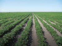 대기업 너도나도 해외 농장사업…식량값 상승에 미래형 수익사업