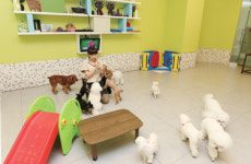 갈수록 고급화되는 애견산업…애견유치원, 강아지 예절까지 가르쳐