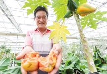 [기후변화에서 찾는 6차 농업의 기회] 경북 봉화 열대채소 생산 최종섭 해오름영농조합법인 대표 “레몬그라스·공심채 등 열대채소 전문”