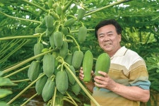 [기후변화에서 찾는 6차 농업의 기회] 제주 파파야 농장 운영 설동준 우보농산 대표 “그린파파야 품질 동남아보다 월등”