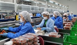 단맛 나는 토망고 생산 국내 1위…상장 눈앞 [영업이익 강소기업] (61)