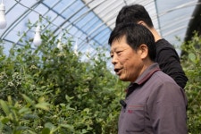 저속노화로 ‘핫’한 블루베리 농사...‘이것’ 바꿨더니 수확량 껑충