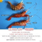 [카드뉴스] 독도새우 vs 명이…군침 도는 울릉도 봄맛 전쟁