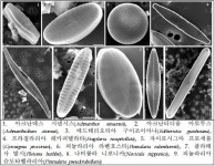 한강·낙동강 발원지에서 청정지역에서 사는 미기록 돌말 9종 발견
