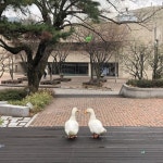 서울대 핵인싸 '쀽뺙이' 아시나요…암수 한 쌍이 아닌 이유