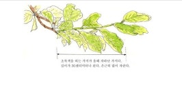 [소년중앙] 황경택 쌤과 자연이랑 놀자 16.나무의 키