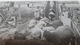 가축까지 씨말린 6·25 폐허에… 노아의 방주 기적 있었다