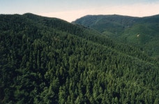 박정희, 韓 산림녹화 큰 역할…국민 1인당 249만원 꼴 혜택