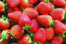 일본 컬링 선수 한국 딸기 맛있어요  말했다가…