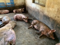 제주 소·돼지 축사 10곳 중 7곳 무허가…한림정수장 폐쇄 위기