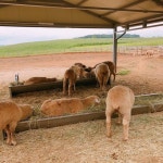 전북 고창 상하농원…도시를 잊은 하룻밤 휴식에 딱 좋아