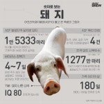 [데이터브루]숫자로 보는 오늘의 동물 돼지