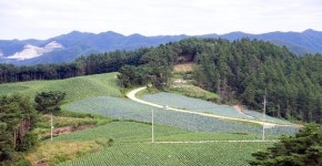 나영석 PD는 왜 심심산골 정선을 좋아할까
