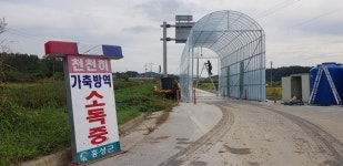 노인 병원 못가도 돼지가 중요 85만마리 홍성농가, 버스 중단