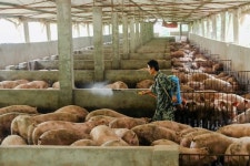 현실판 옥자…中 돼지열병 해법은 500kg 자이언트 돼지