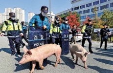 [한 컷] 돼지를 막아라