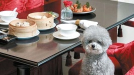 [라이프 트렌드] 반려견 손님 깍듯이 모시는 펫 프렌들리 호텔