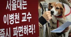 동물 학대 실험 의혹 서울대 이병천 교수 기소의견 검찰 송치
