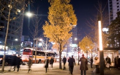 [권혁재 핸드폰사진관]  12월의 은행잎