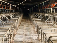 돼지열병 발생 첫 농가 “30년·2대째 지켜온 파주 떠납니다”