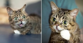 ‘메롱 고양이’ 릴버브, 하늘나라로…선천 기형 이겨낸 자선 고양이