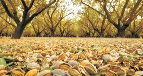 [라이프 트렌드] 캘리포니아 햇살로 여문 아몬드, 피부 주름도 펴준다