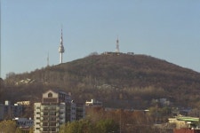 방치된 서울 남산 숲…못생긴 소나무조차도 점점 사라져