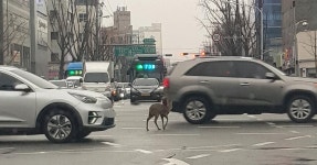 대구 도심서 고라니 출현…SUV 차량에 치여