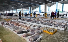 물메기탕 vs 곰치국, 겨울 별미의 승자는?