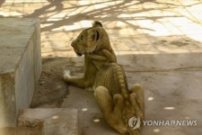 갈비뼈 고스란히…우리에 갇힌 앙상한 사자 충격